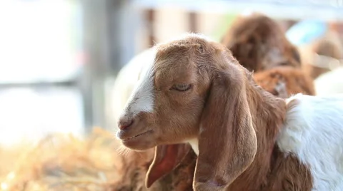 Sheep laying in farm. Stock Footage 46193698