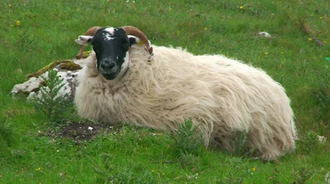 Sheep laying on the grass and chewing while looking at the camera Stock Footage 39920658