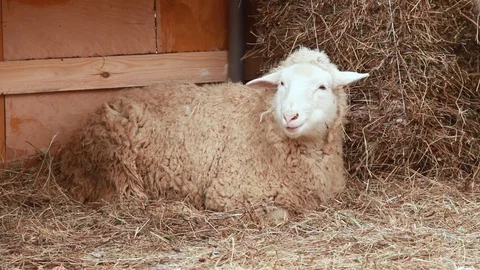 Sheep laying in the hay Stock Footage 93517905