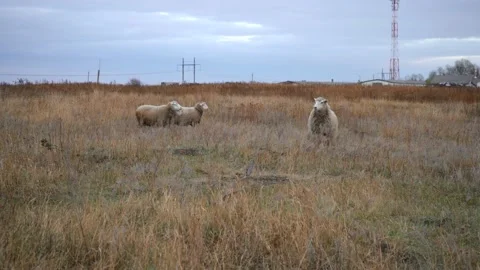 Sheep on a leash in the field Stock Footage 146183770