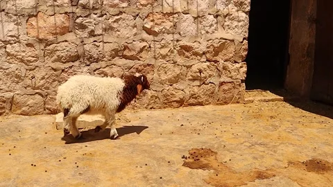 Sheep leg injury from wrong injection highlights veterinary, farm loss awareness Stock Footage 318534671