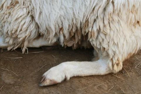 Sheep leg Stock Photos
