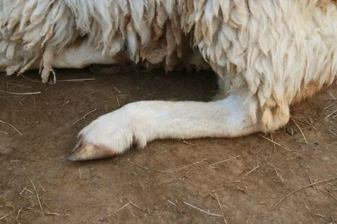 Sheep leg Stock Photos
