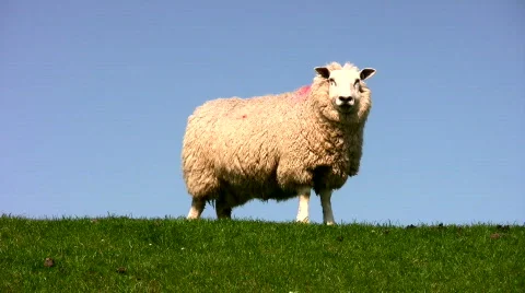 Sheep at levee Vídeo Stock 631922