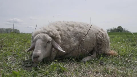 A sheep lies in the meadow and eats Stock Footage 288985379