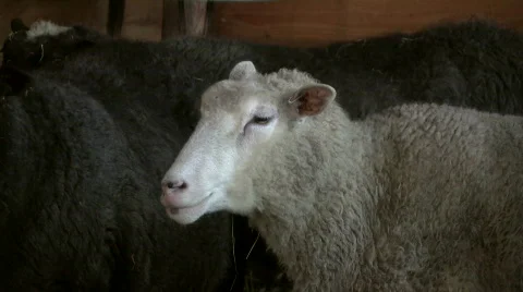 Sheep listen 動画素材 332860