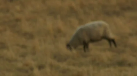 Sheep in long grass 01 스톡 동영상 91462