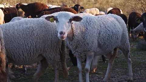 Sheep look at camera. Closeup between the flock sheep grazing Stock Footage 100979880