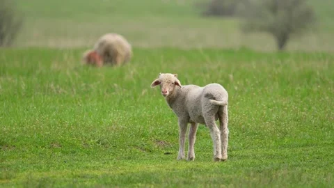 Sheep look into the camera. Lamb in the field. Farm animal in the medow grazing Stock Footage 241093795