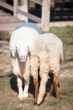 Sheep looking and smiling and back of sheep Foto stock