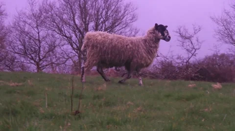 Sheep looking around Stock Footage 48868625