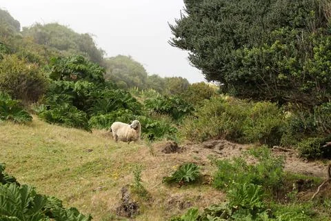 Sheep looking back in the meadow in cloudy day Stock Photos