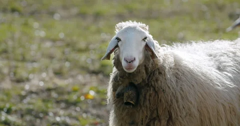 A sheep looking into the camera and chewing in slow motion Video stock 149491447