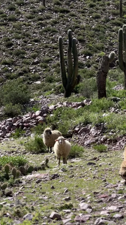 Sheep looking at camera with Andes mountains and cacti in background Stock Footage 305013882
