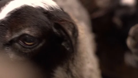 Sheep looking in the camera, close-up. Field, farming. Stock Footage 76432498