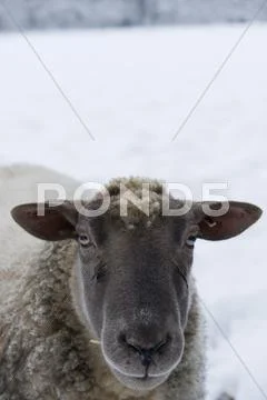 Sheep Looking At Camera, Close-Up