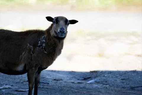 Sheep Looking at Camera with Copy Space 库存照片