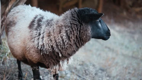 Sheep looking at the camera Stock Footage 104734473
