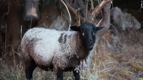 Sheep looking at the camera Stock Footage 104734525