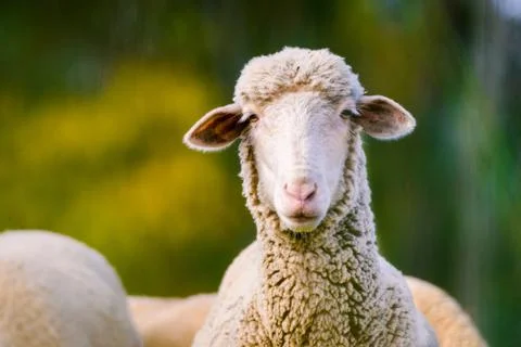 Sheep looking at camera on green background. Copy space for text Photos