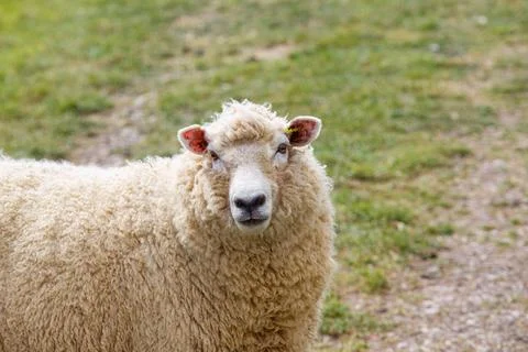 Sheep looking at camera on green background. Stock Photos