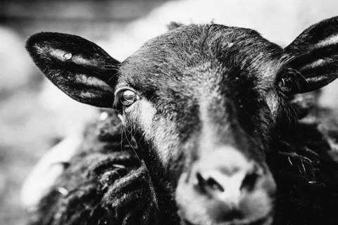 Sheep looking at camera Stock-Fotos