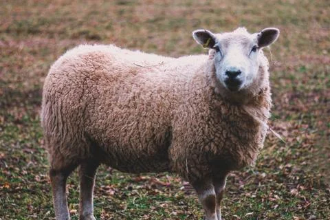 SHEEP LOOKING AT CAMERA Stock Photos