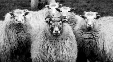 Sheep looking in the camera Stock Photos
