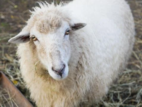 Sheep is looking at the camera. Sheep looking at camera in the field. Stock Photos