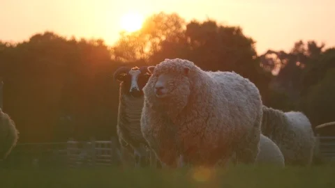 Sheep looking at camera at sunset Stock Footage 112024058