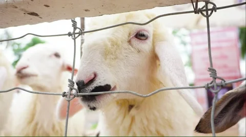 Sheep looking at the camera through the fence Stock Footage 54576005