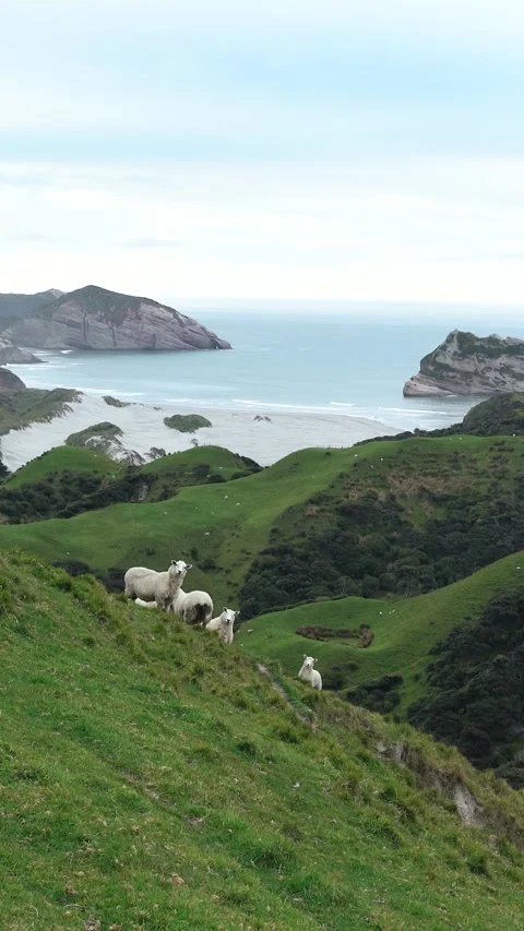 Sheep looking at camera while standing at green hills by beautiful bay in t.. Stock Footage 289099136