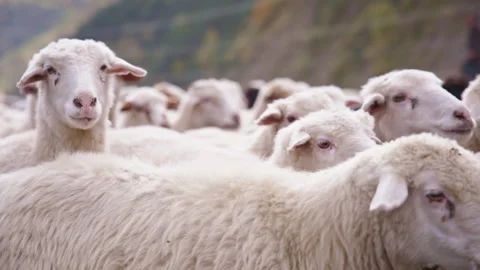 Sheep looking to camera while walking Stock Footage 170566745