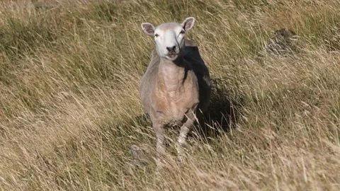 Sheep looking curiously at the camera Stock Footage 290463382