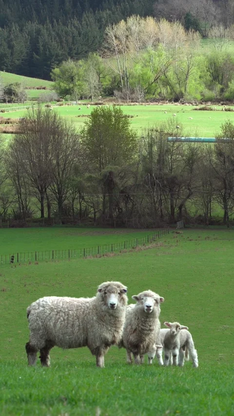 Sheep looking curiously at camera while pasturing in amazing landscape view Stock Footage 284257680