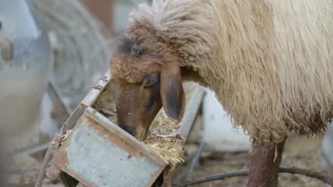 A sheep looking eats fodder on the farm, slow motion Stock Footage 133529837