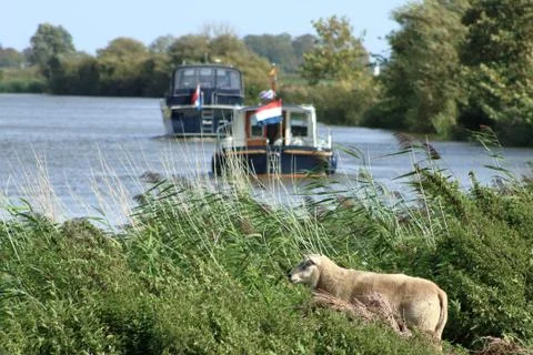 Sheep looking over the river Stock Photos