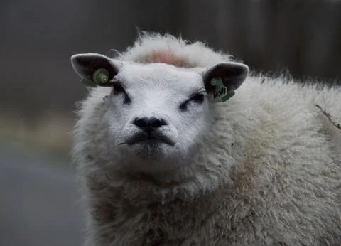Sheep looking silly in the camera Stock Photos