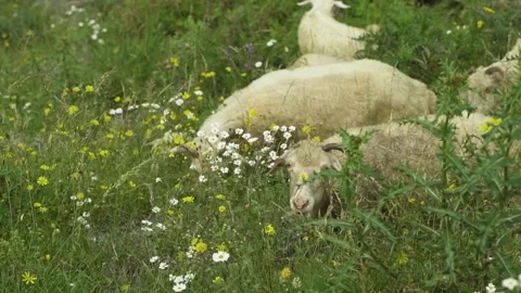 Sheep looking strait to camera Stock Footage 141952359
