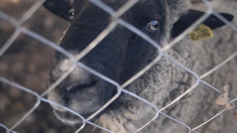 Sheep looking through the fence Stock Footage