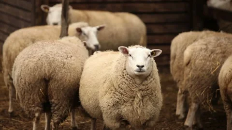 Sheep looks at the camera close-up, Farm... | Stock Video | Pond5