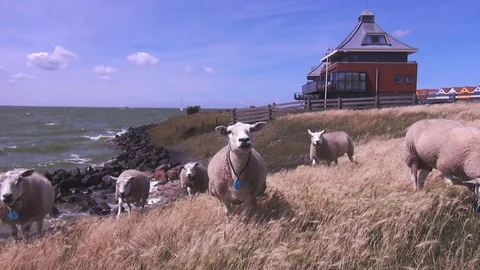 Sheep looks into the camera on the dike Stock Footage 118883402