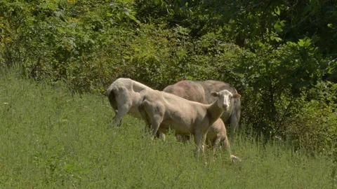 Sheep Looks Up From Grazing Video stock 282914882