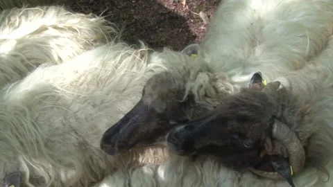Sheep in love Stock Footage 140915294
