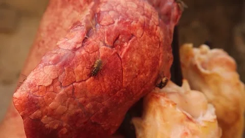 Sheep lung after slaughter with flies showing contamination and hygiene risk Stock Footage 317222830