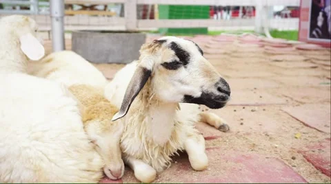 Sheep lying down and sleeping with friend Stock Footage 54577603