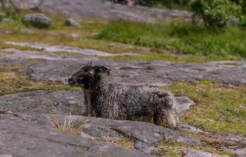 Sheep lying down Stock Photos