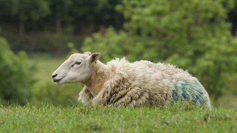 Sheep Lying Down in the Sun, Northern England, UK Stock Footage 311101626