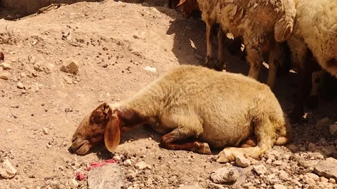 Sheep lying fully relaxed under morning sunlight while peacefully ruminating Stock-Footage 312672384