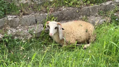Sheep lying in the grass Stock Footage 304783011